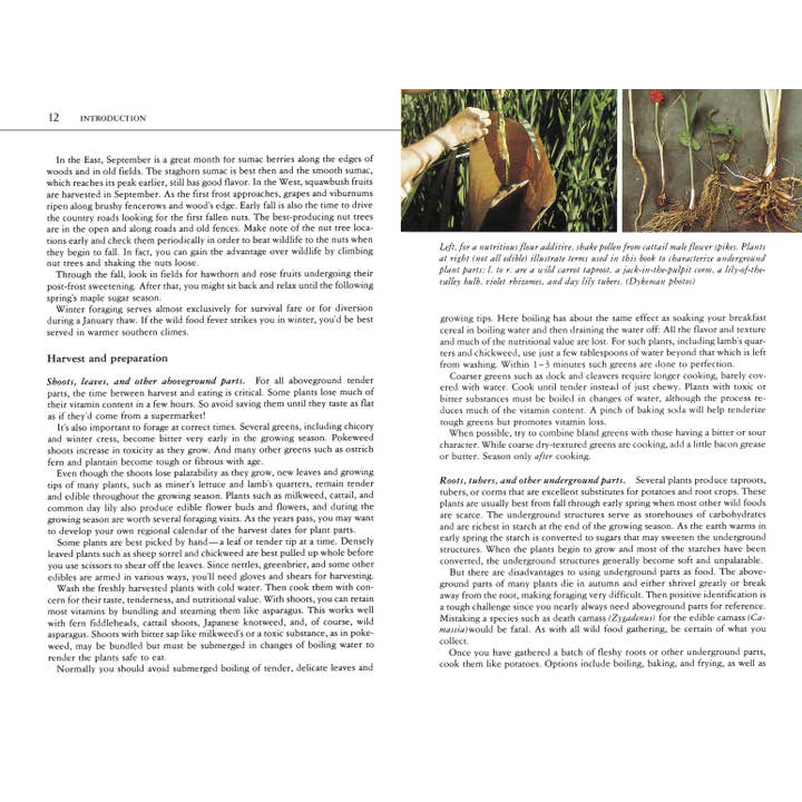 Hachette Book Group - Wholesale Nature & Outdoors - Edible Wild Plants: A North American Field Guide5