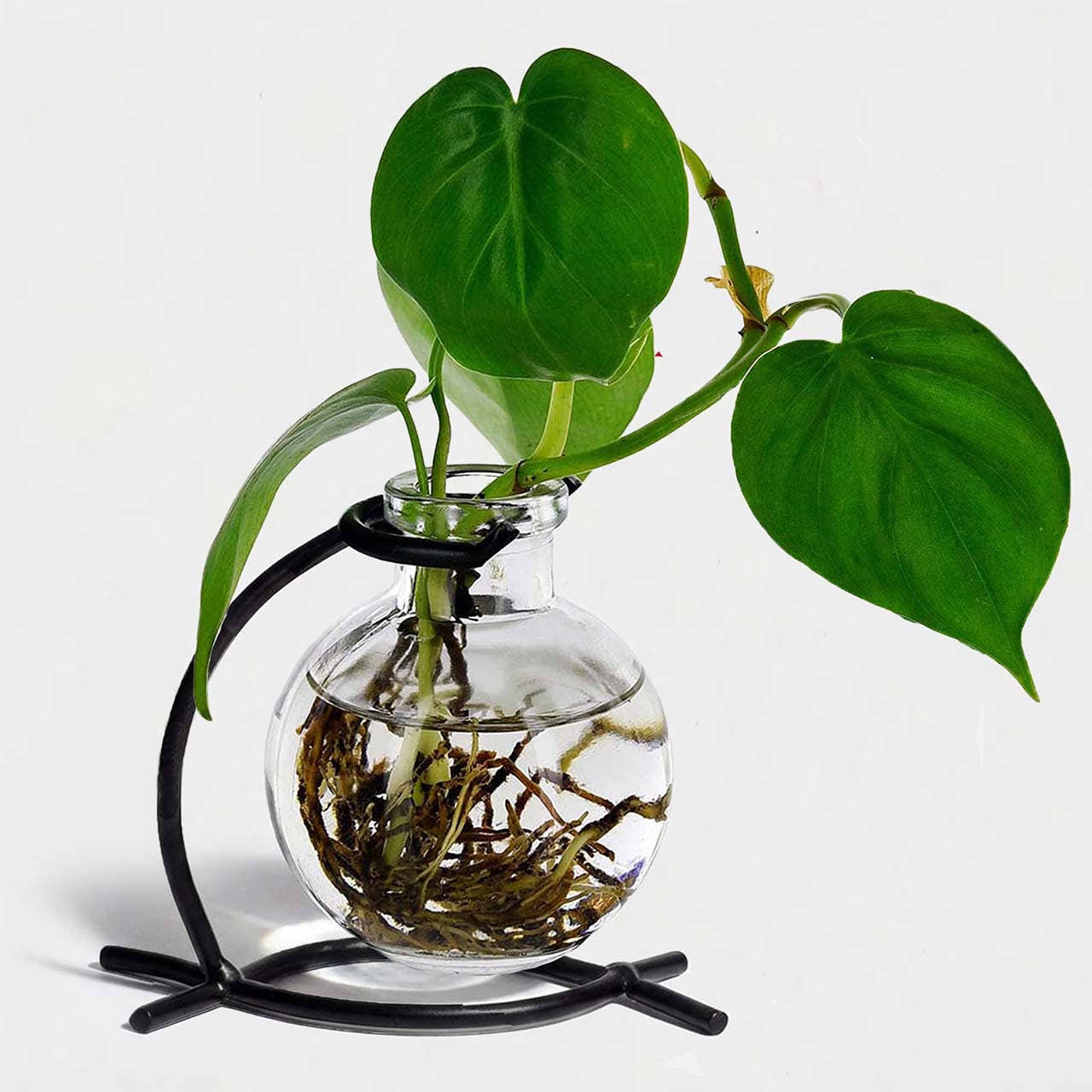 Couronne Co. - Wholesale Vase - Casablanca Vase, Clear1