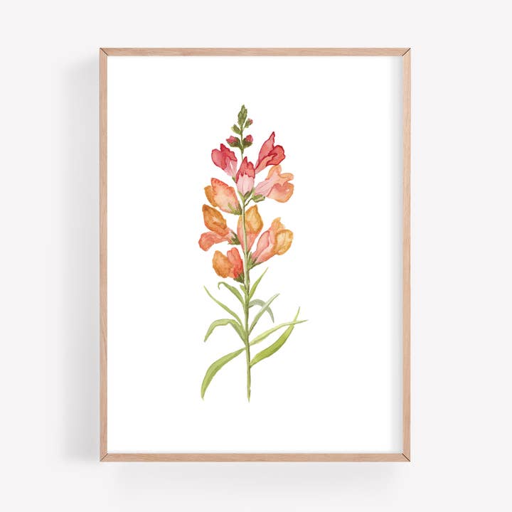 Snapdragon Watercolor Art Print for wholesale by Farmcliff Studio