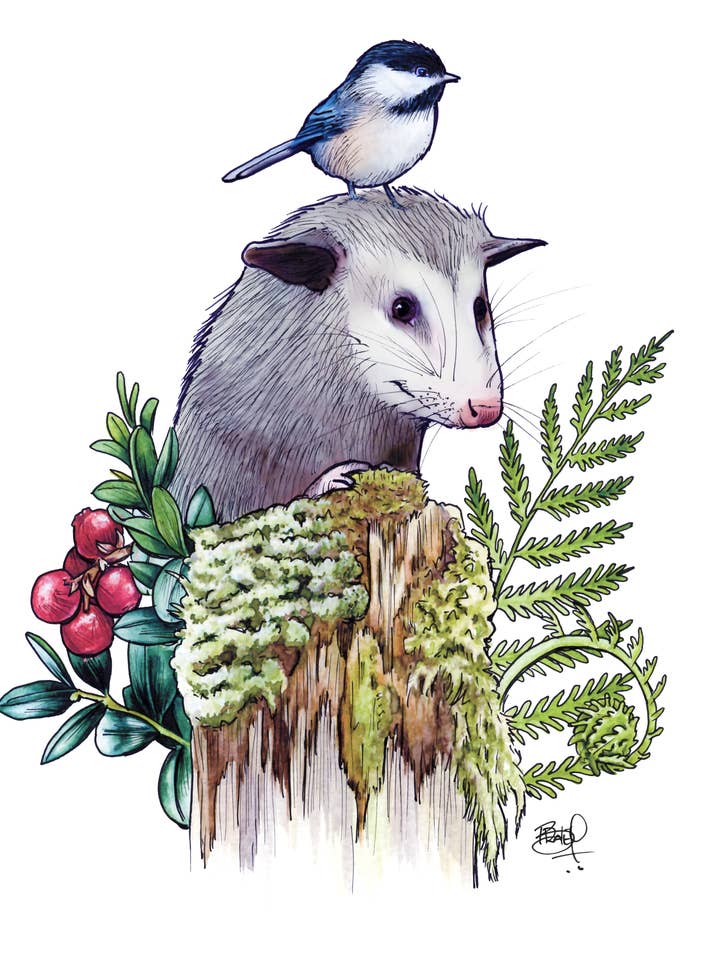 Awesome Possum #262 - vertical for wholesale by Shawn Braley Illustration