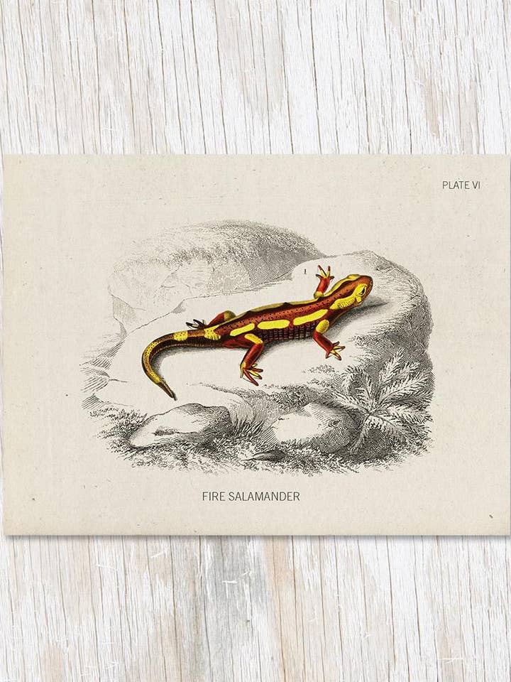Carte de Spécimen de Salamandre de Feu (Lot de 6) pour la vente par Cognitive Surplus