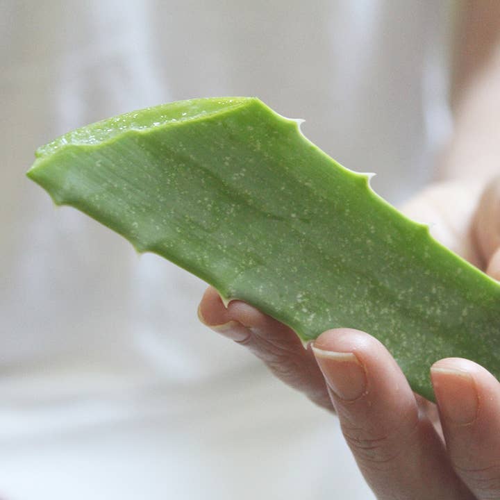 JDBotanics - Wholesale Aloe Spray/Cream - the aloe ferox gel 5fl oz3