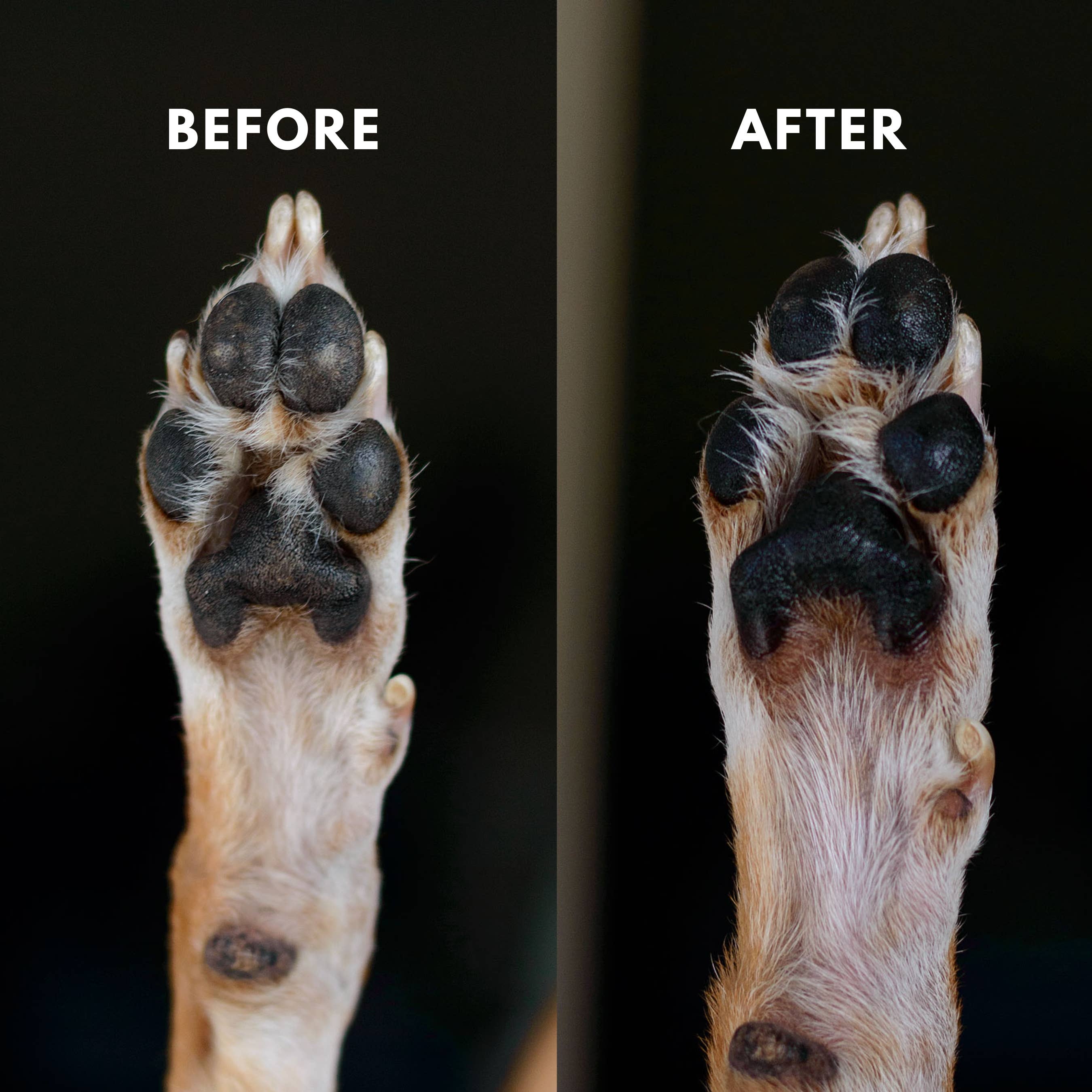 Simply Sage Dog Treats, LLC - Wholesale Pet Paw Protection - White Label Unscented Paw Balm Dog and Cat, Roller Stick7