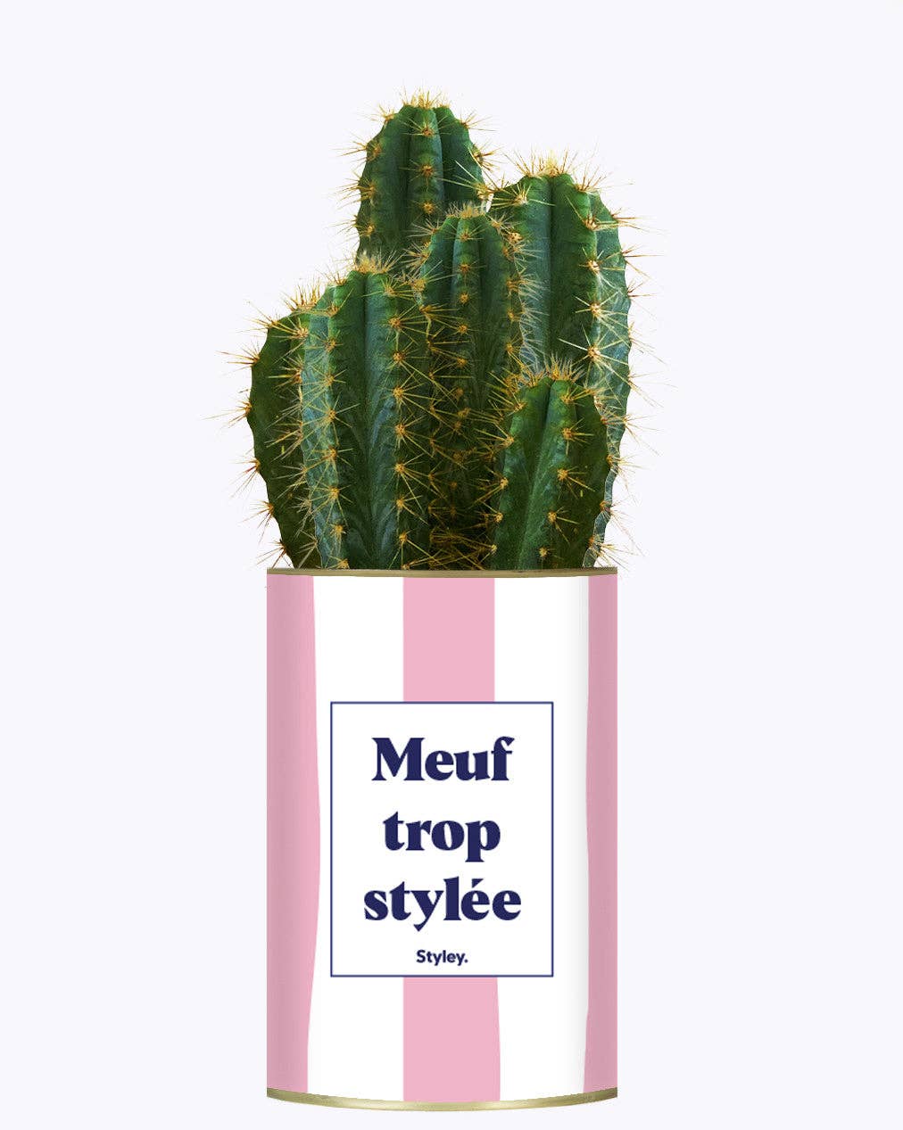 Styley - Wholesale Succulent - Meuf Trop Stylée - Plante1