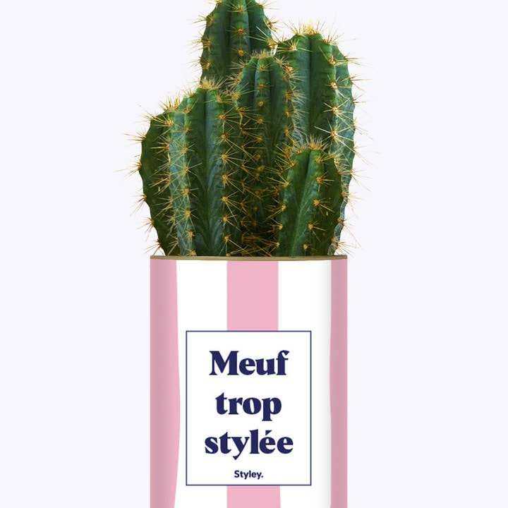 Styley - Wholesale Succulent - Meuf Trop Stylée - Plante1