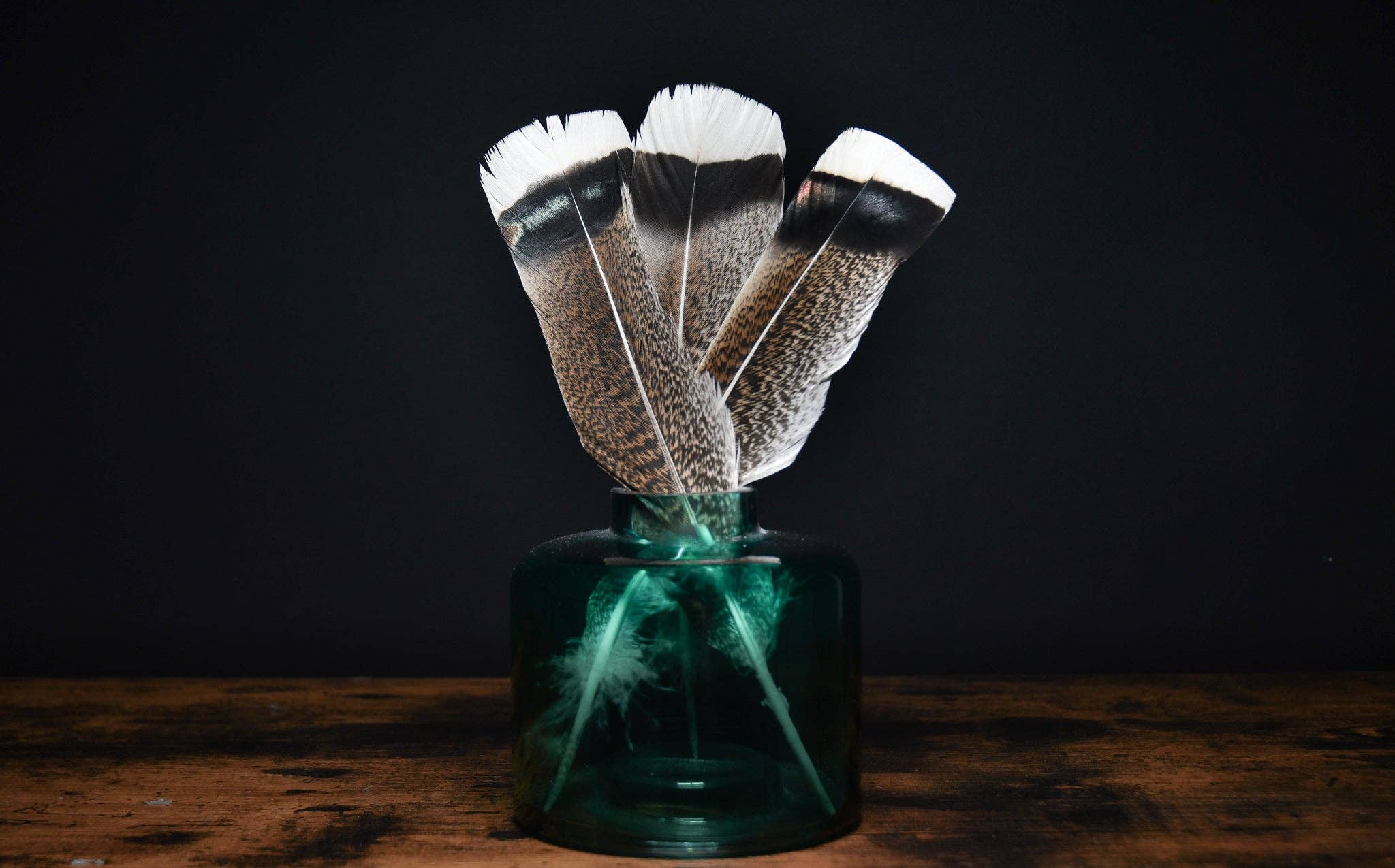 Plumes Naturelles – wholesale Dried/pressed flowers – Turkey feathers0