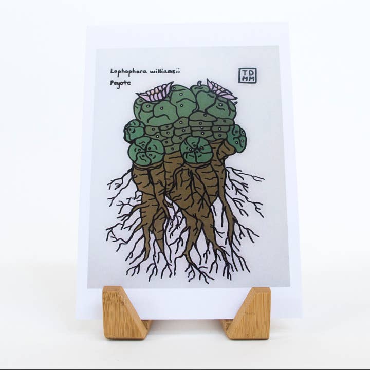 Sonoran Witch Boy - Wholesale Everyday Greeting Card - Peyote Greeting Card2