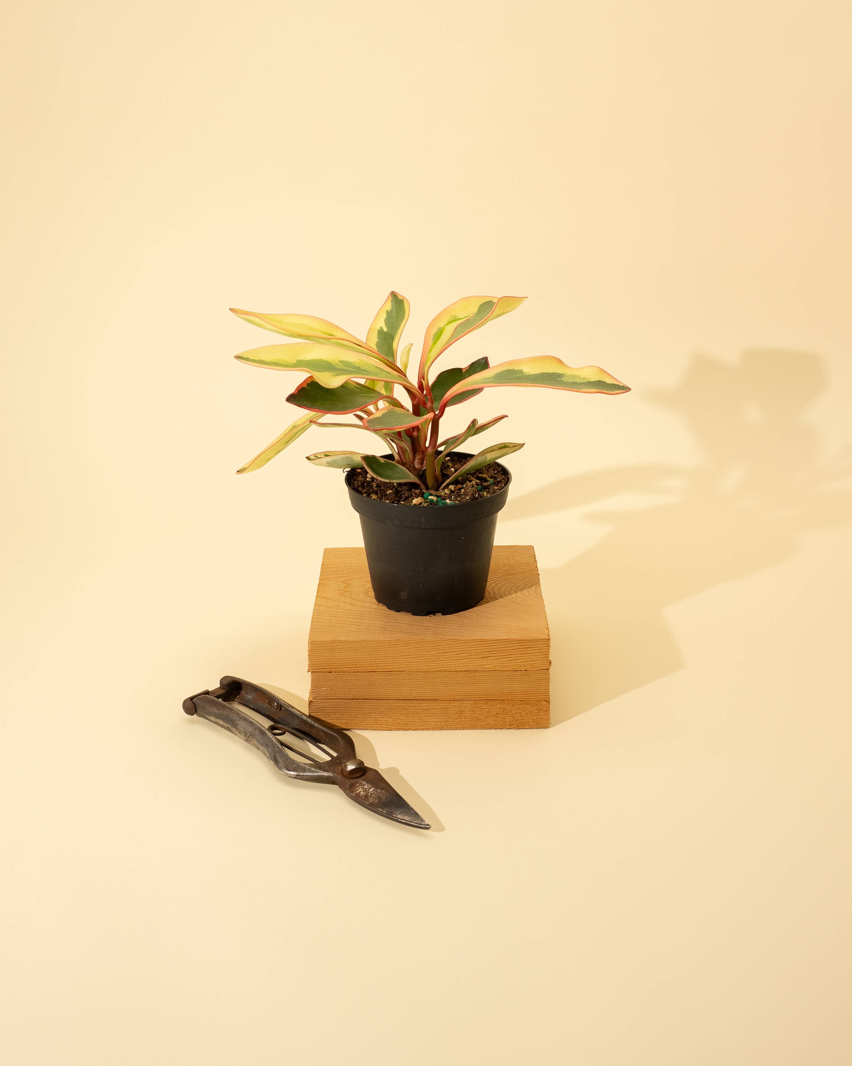 BWH Plant Co - Wholesale Live Plant - 4" Peperomia 'Ginny'1