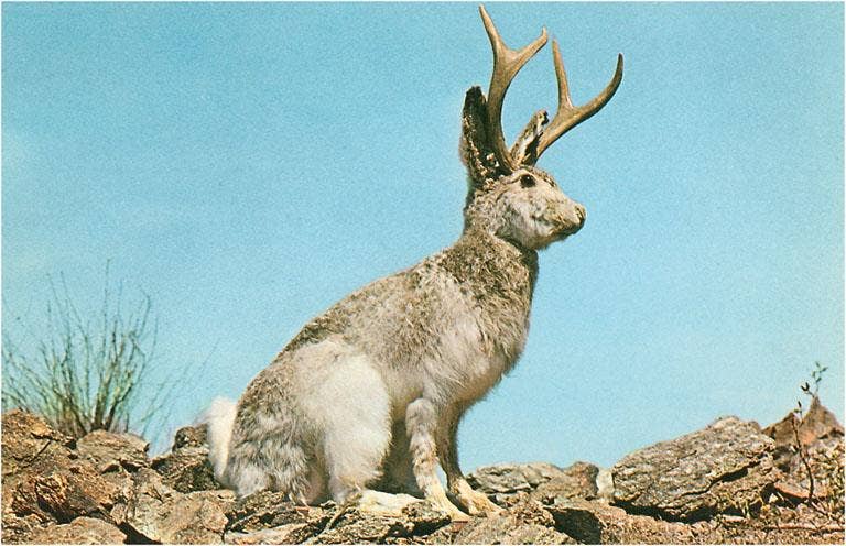 Found Image Press - Wholesale Postcard - Postcard NP-495 Jackalope0