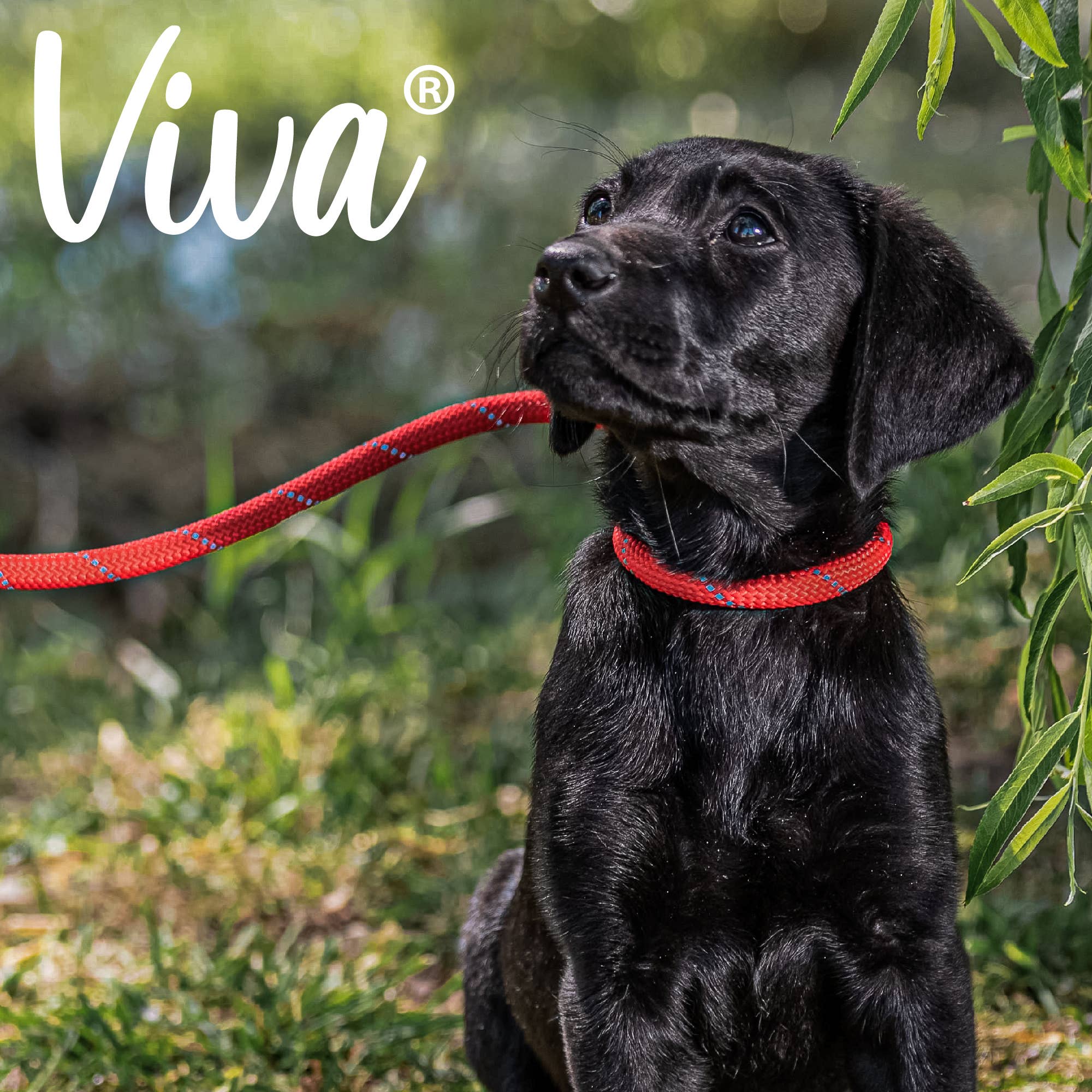 Ancol Pet Products Ltd – wholesale Pet leash – Dog – Viva Rope Slip Lead 120cm x 1cm - various colours2