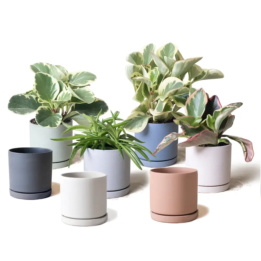 Chive UK – wholesale Plant pot – Dojo, 3.5” Pot & Saucer8