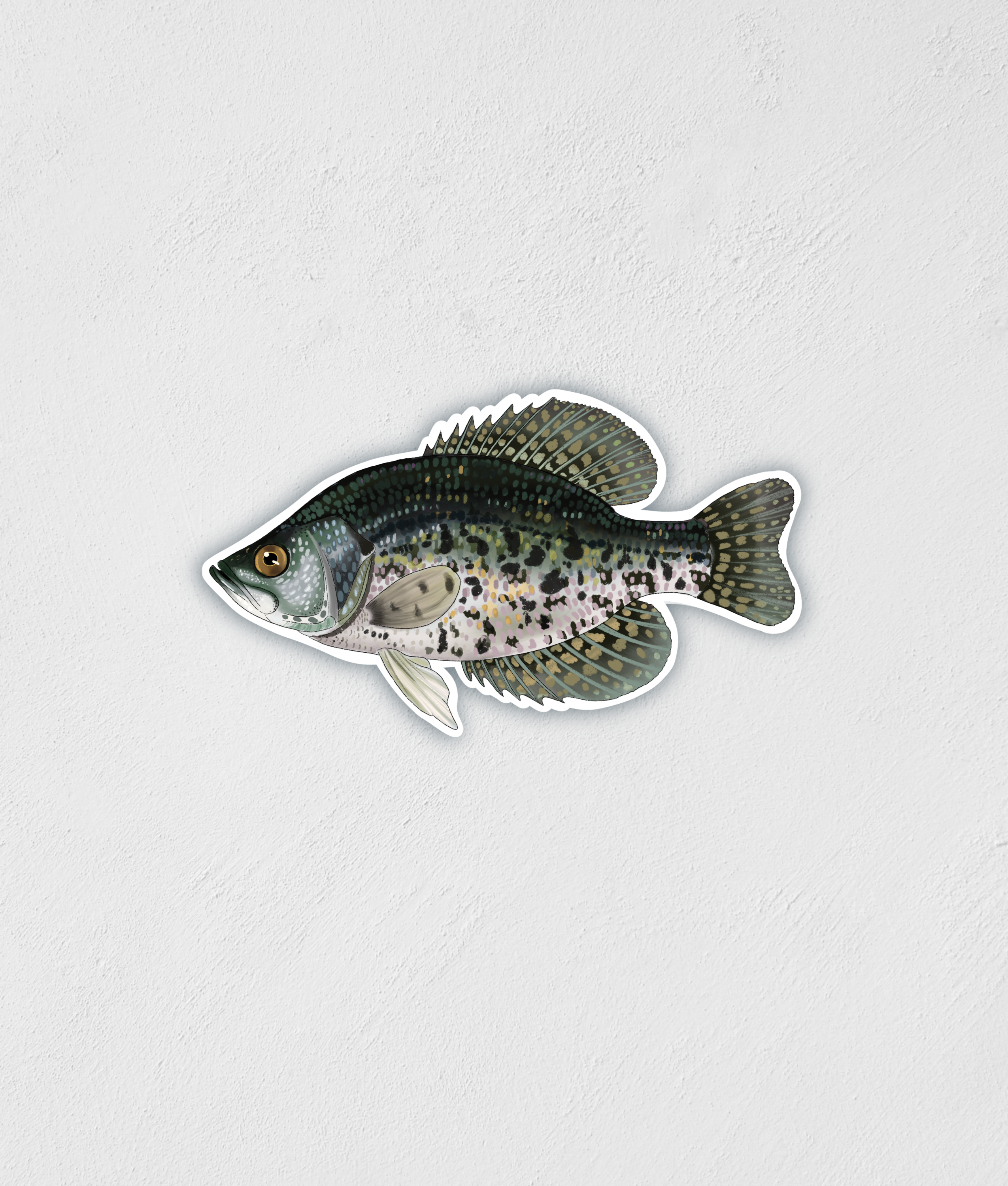 Little Rocks Design - Wholesale Sticker - Crappie Sticker Decal0