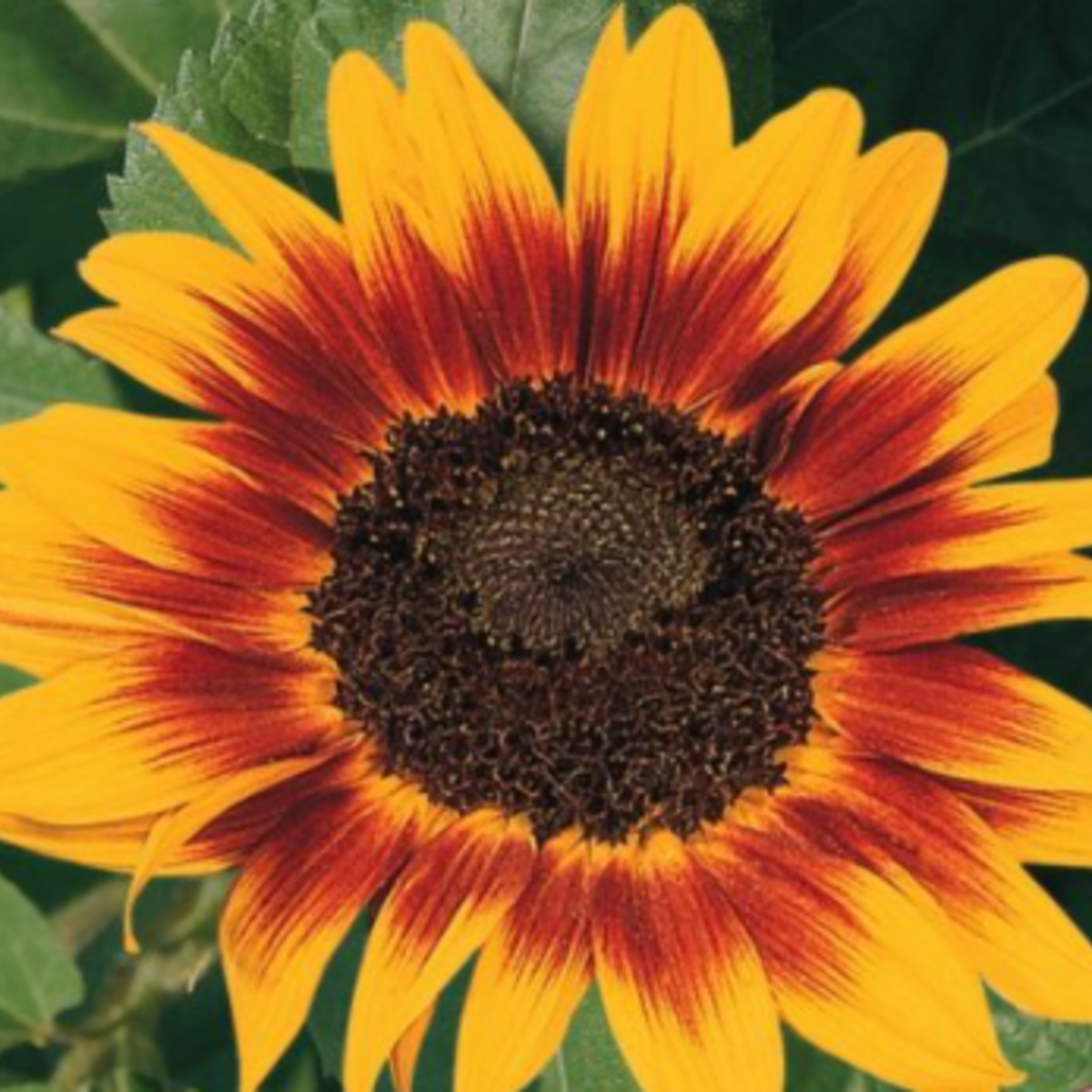 Sow the Magic - Wholesale Plant Seeds - The Sunflower Mix Tarot Seed Packet5