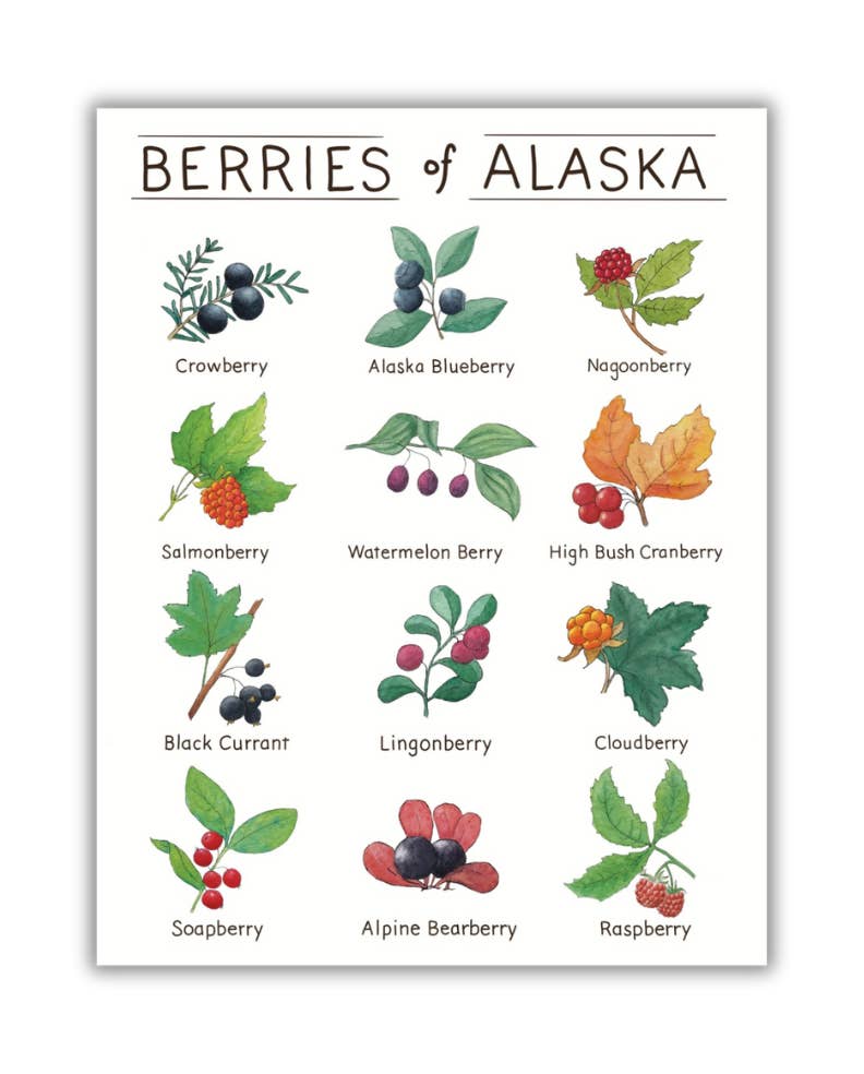Tiny Nest Studio - Venta al por mayor Ilustración - Lámina artística Berries of Alaska