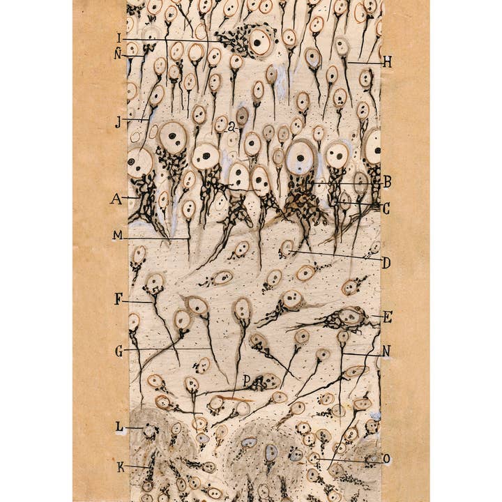 Vintage anatomy drawing | Santiago Ramón y Cajal | Antique dog anatomical illustration | Neuroscience & Biology art | Spanish artist for wholesale by Rock Paper Scissors Wall Art