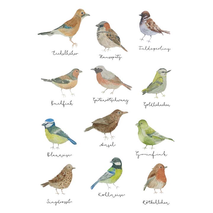 Hannahs Firlefanz - Vendita all'ingrosso Poster - Poster con uccelli da giardino, poster didattici con uccelli, poster per camerette per bambini1