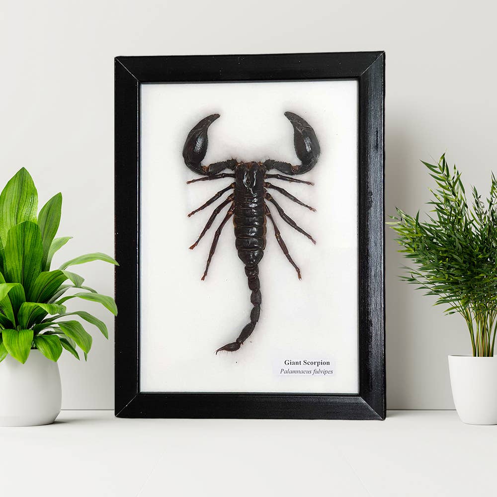 VIE - Wholesale Wall Accent - Framed Insect, Assorted60