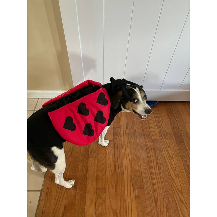 Show & Tail - Vendita all'ingrosso Costume da carnevale - Cani - Abbigliamento per animali domestici - Lady Bug