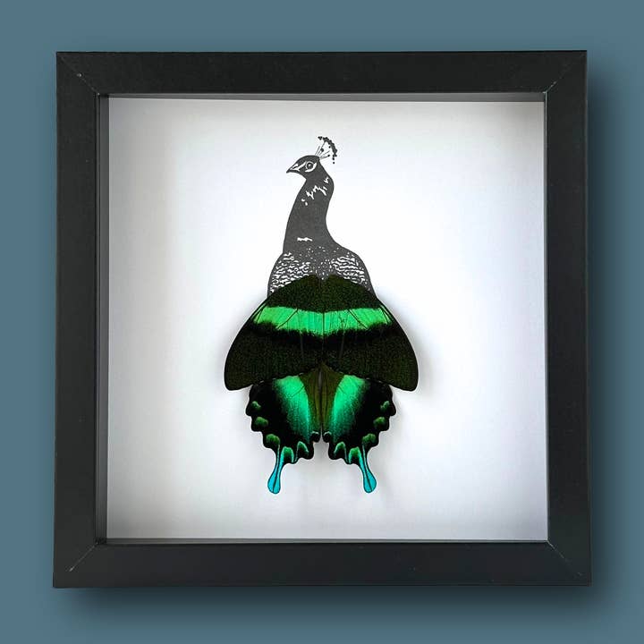 Peacock Framed Art with Real Butterfly Wings for wholesale by Isms
