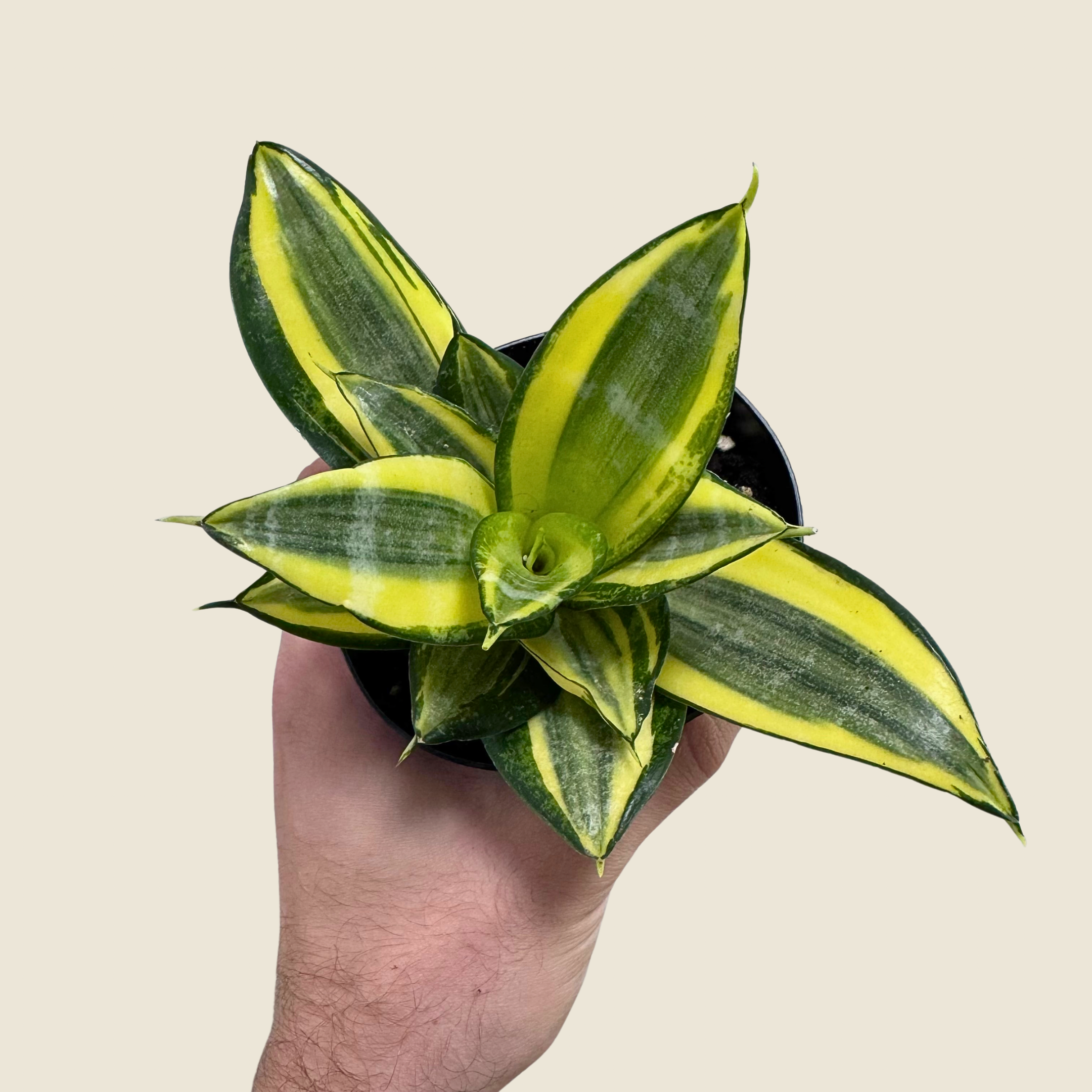 The Greenhouse Wholesale - Wholesale Live Plant - 4" Sansevieria Golden Hahnii0