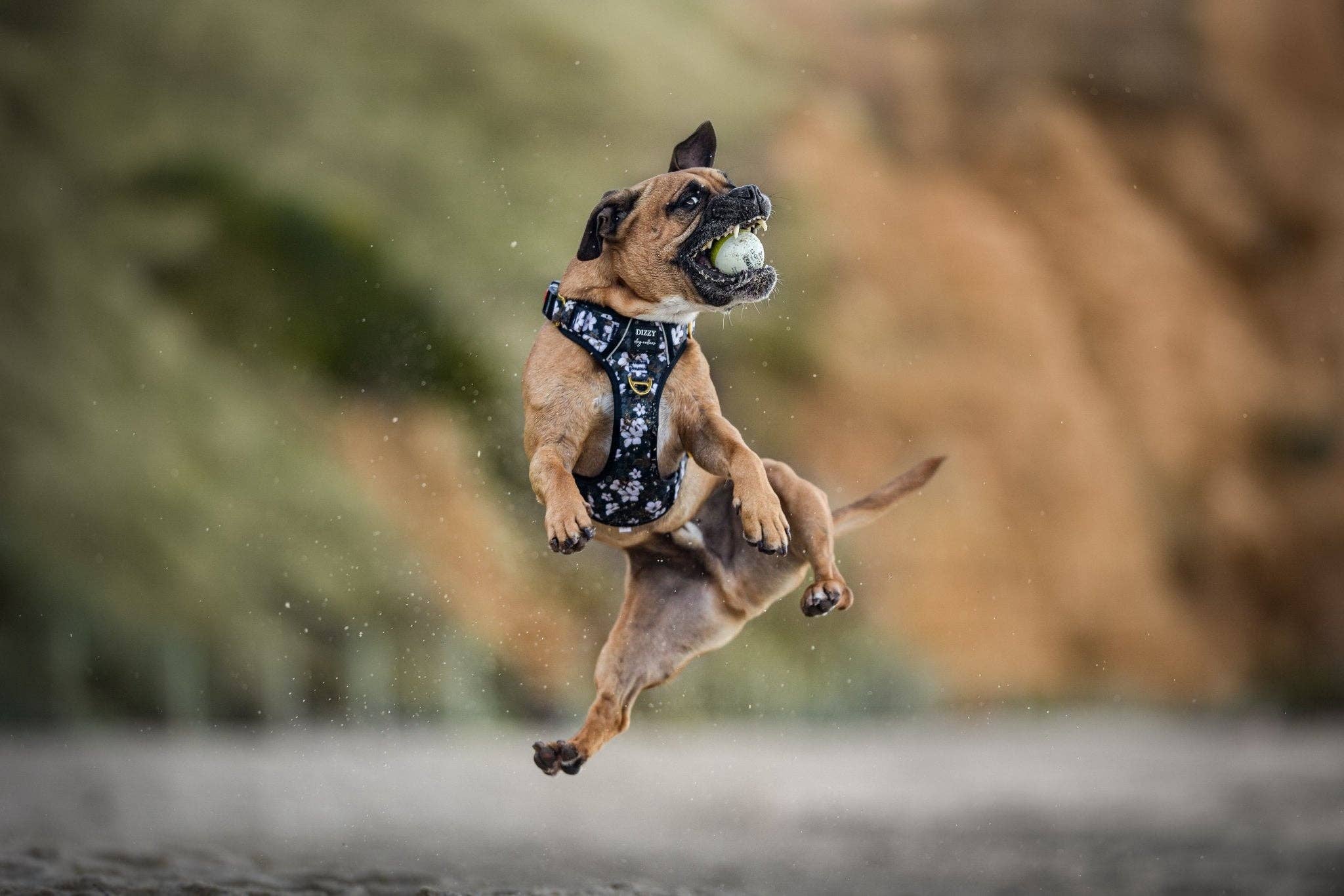 Dizzy Dog Collars - Wholesale Pet Harness - Dog - No Pull Dog Harness | Step in | Reflective | Heavy Duty | Easy Reach Handle | Midnight Cherry Blossoms12