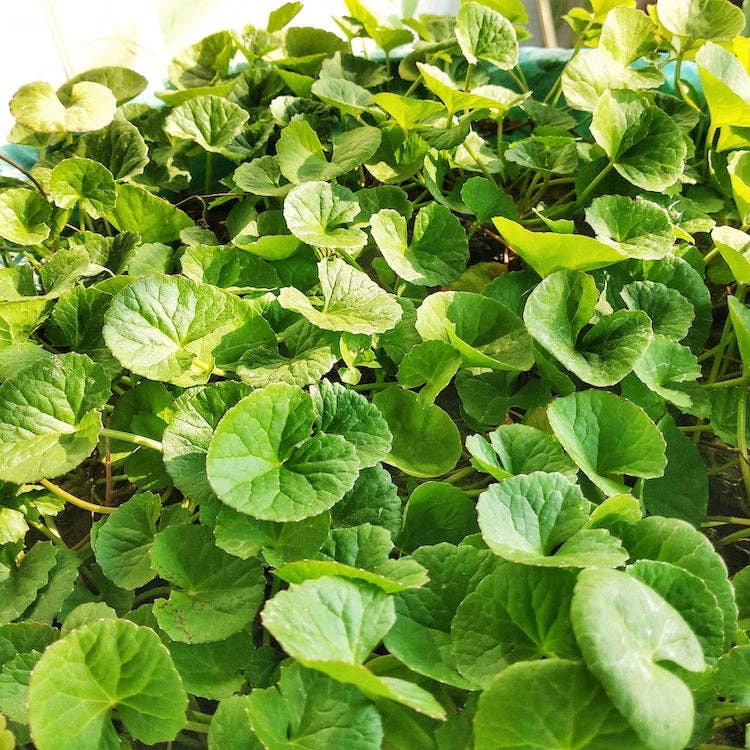 Relaxcation – wholesale Bad- och kroppsolja – Gotu Kola (Centella) Ren Naturlig Bärarolja3