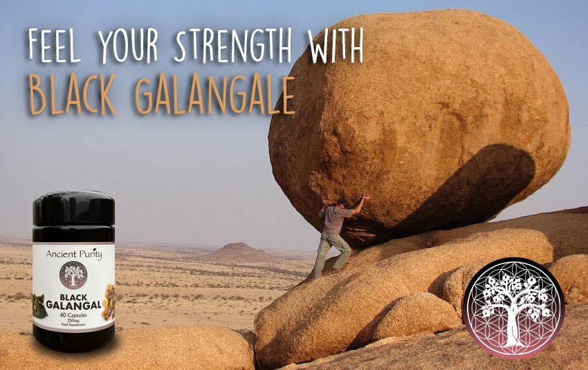 Ancient Purity - Wholesale Oral Supplement/Vitamin - Black Galingale - 60 x 250mg | Black Ginger | Male Libido4