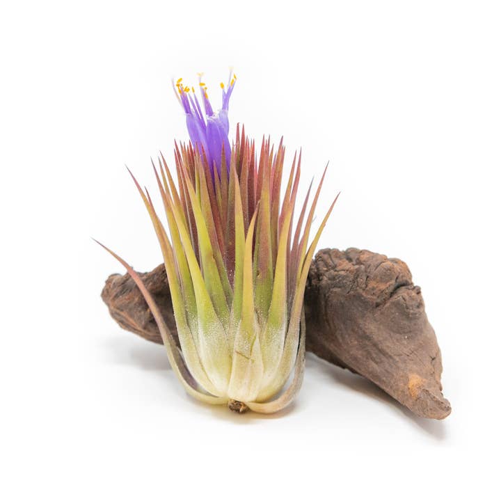 Air Plant Shop - Wholesale Live Plant - Tillandsia Ionantha Guatemala "Macho" Air Plant1