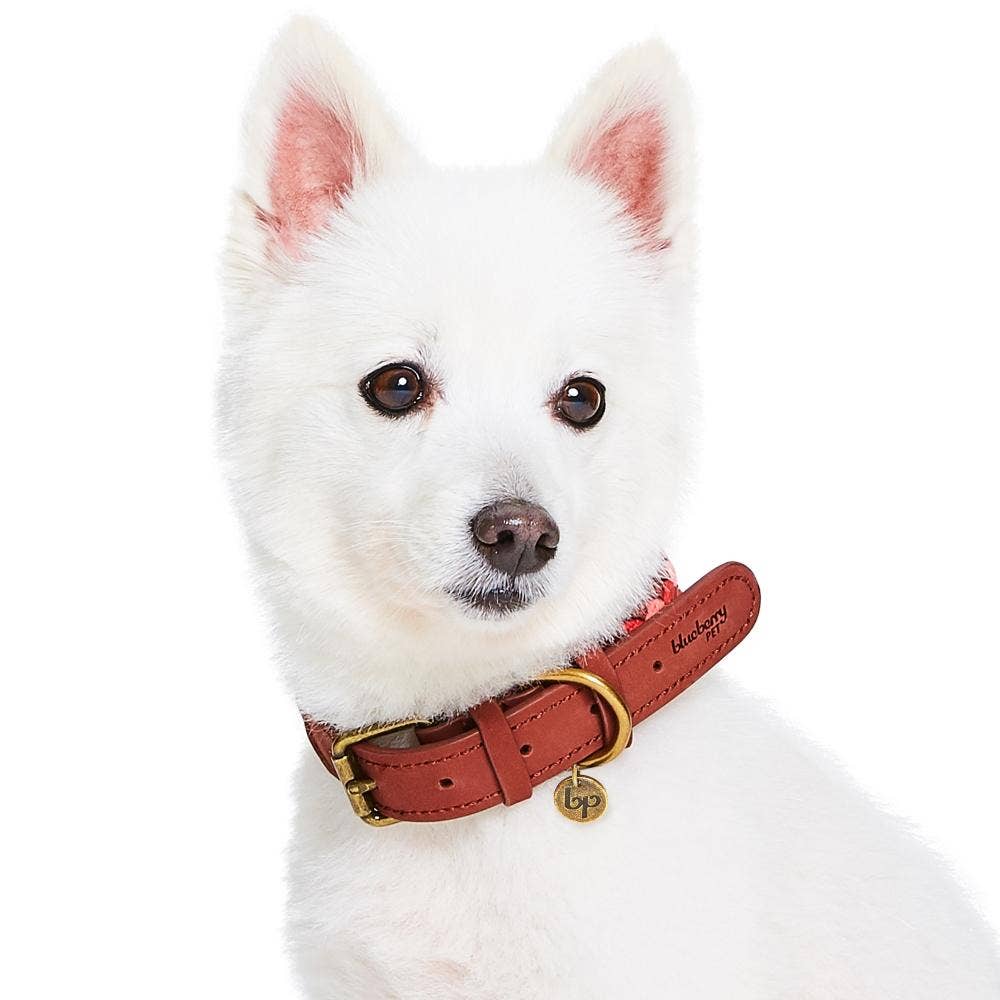 Blueberry Pet – wholesale Halsband - Hund – Flätat hundhalsband i fullnarvat läder, 2 färger12