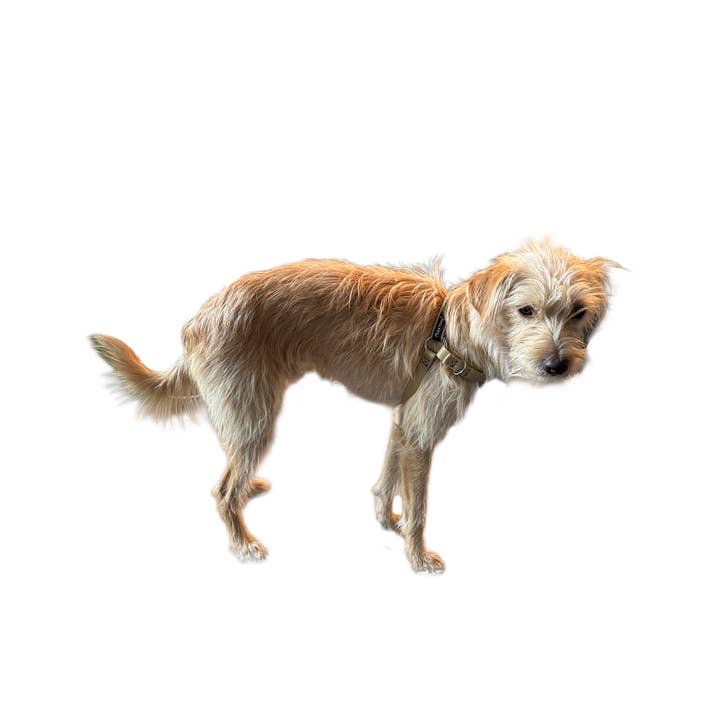 Elite Pet Distributors - Wholesale Pet harness – Dog - JWalker Side Attachment No-Pull Dog Harness, Mountain Gray2