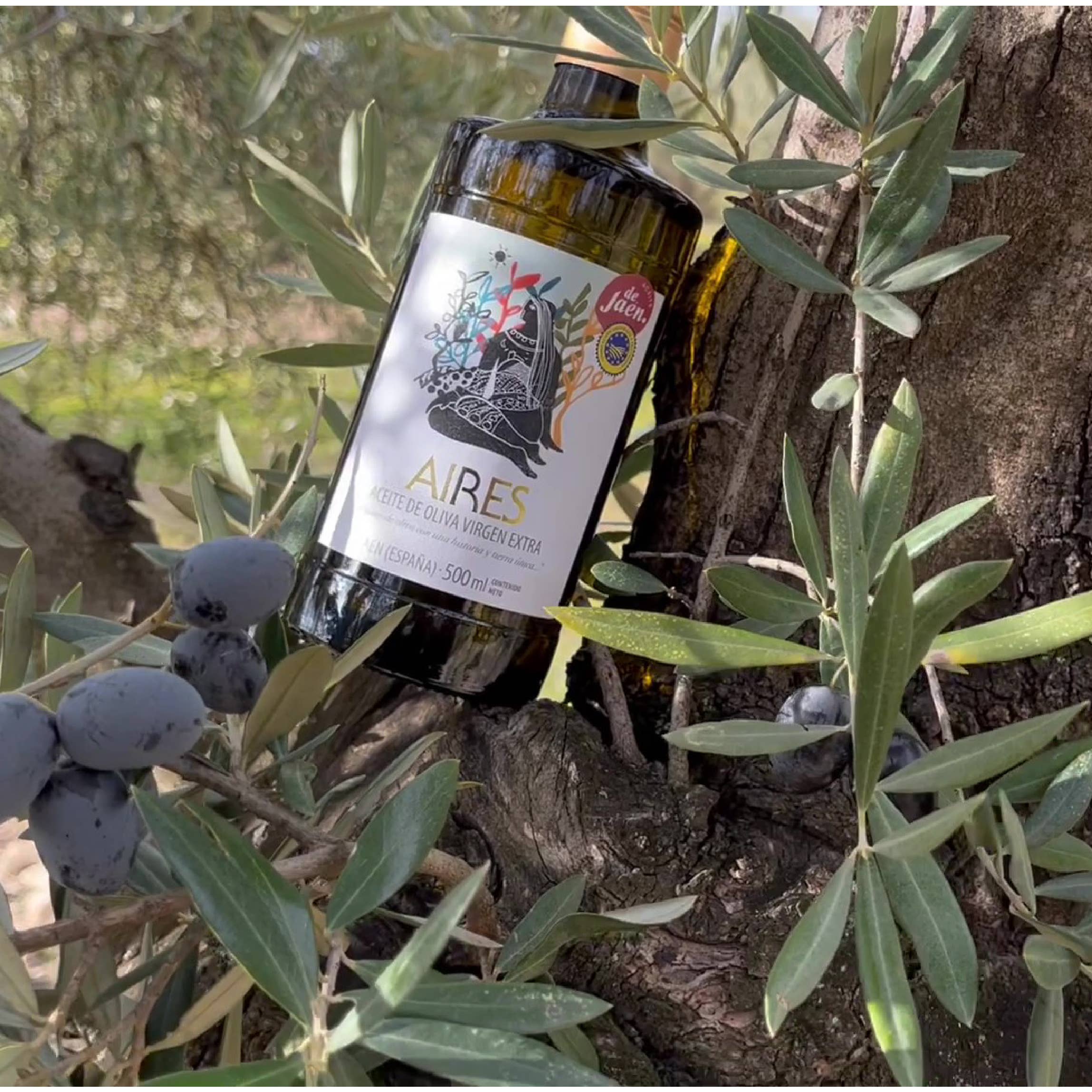 AIRES DE JAEN - Venta al por mayor Aceite de oliva - PACK 6x500ml AOVE Aires con Indicación Geográfica Protediga3