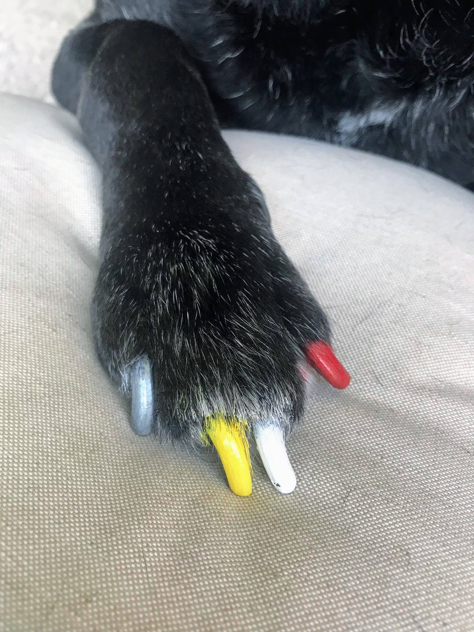 Warren London Dog Products – Großhandel Haustierpflegeset – Hund – Pawdicure Nagellack Pen - Quick Dry - 13 Farben30