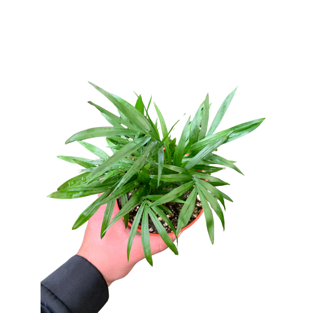 Flow State - Wholesale Live Plant - 4" Neanthe Bella Palm (Chamaedorea elegans) – Parlor Palm1