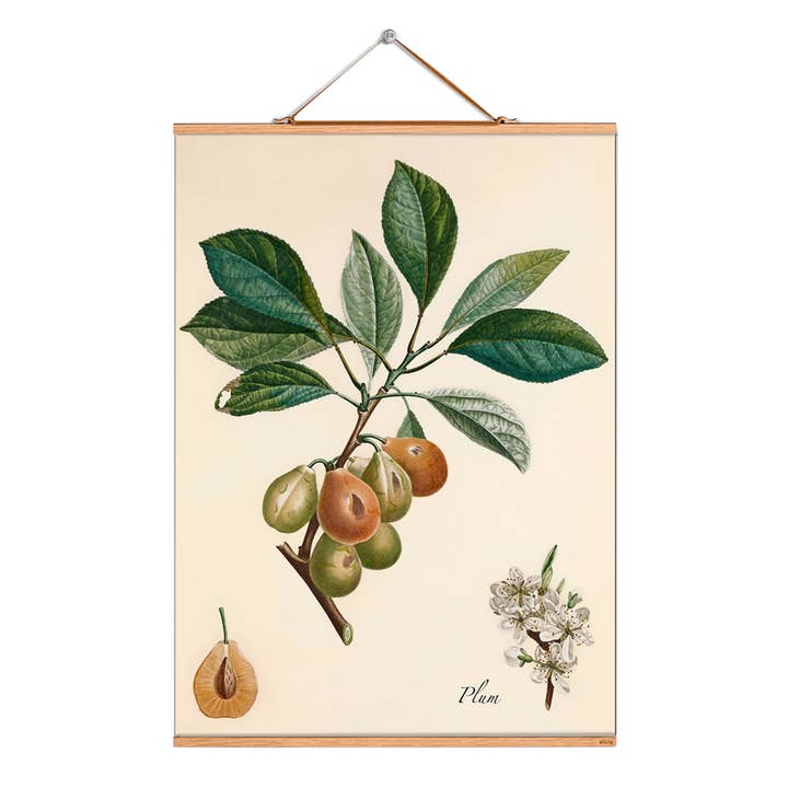 Rollbild Illustration # 237 / Poiteau / Katalanische Pflaume für den Großhandel von Eicie