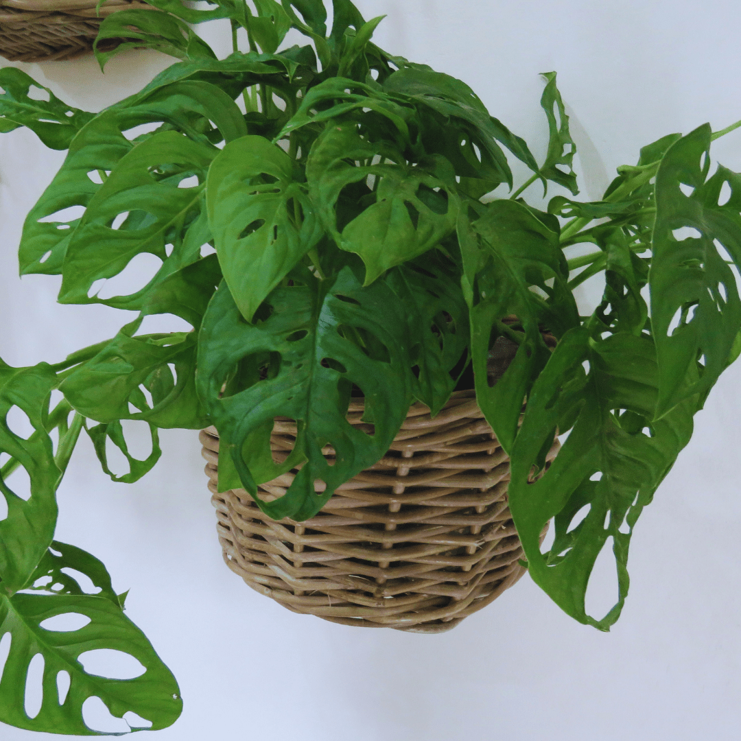 Basketly - Wholesale Basket - Rattan Wall Basket2