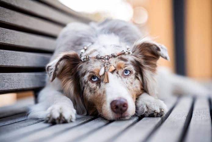 Felius for Dogs - Wholesale Pet Collar - Dog - EM Ceramic Dog Necklace ★Gipsymee★ Natural Shades - Beige4