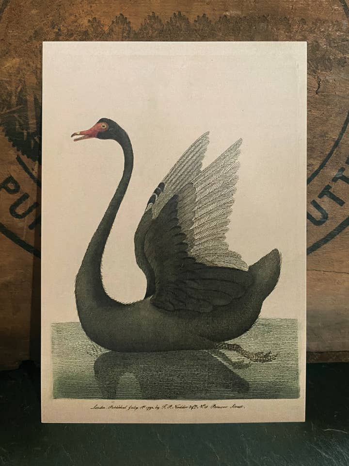Black Swan for wholesale by Irreverent Cards for Challenging Times