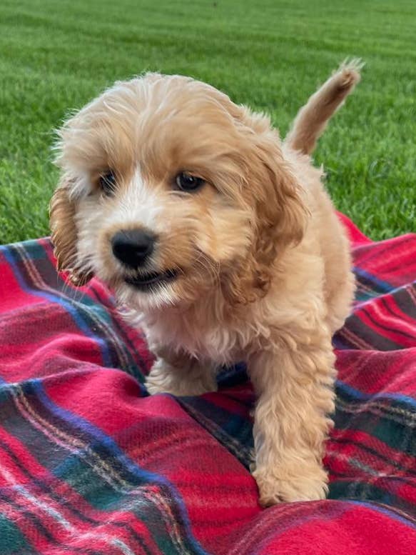 Royal Stewart Dog Blanket Small/Med for wholesale by Patrick King Woollen Company