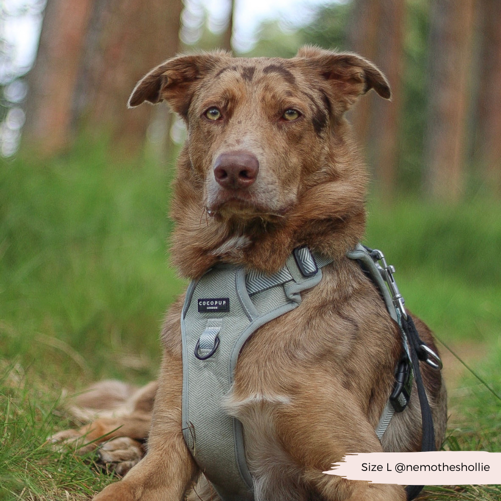 Cocopup London - Wholesale Tuig voor huisdieren - Hond - Verken Harness - Salie Tweed6