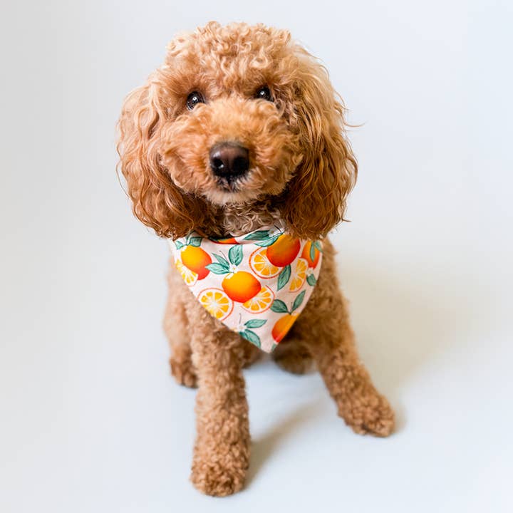 BibbyBubby - Wholesale Pet Bandana - Dog - Orange Grove Summer Snap-on Dog Bandana2