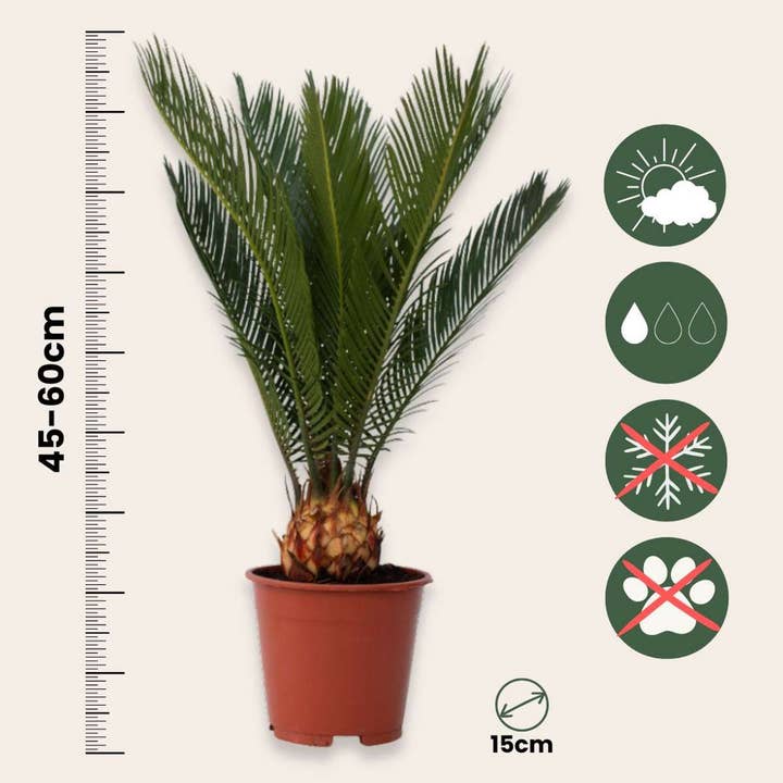 Oasis of Life - Wholesale Live Plant - Sago palm fern – 2 plants – Cycas Revoluta – Height 45–60cm – Ø15cm – Exotic indoor & container plant – Noble palm fern with glossy fronds – Includes plant fertilizer2