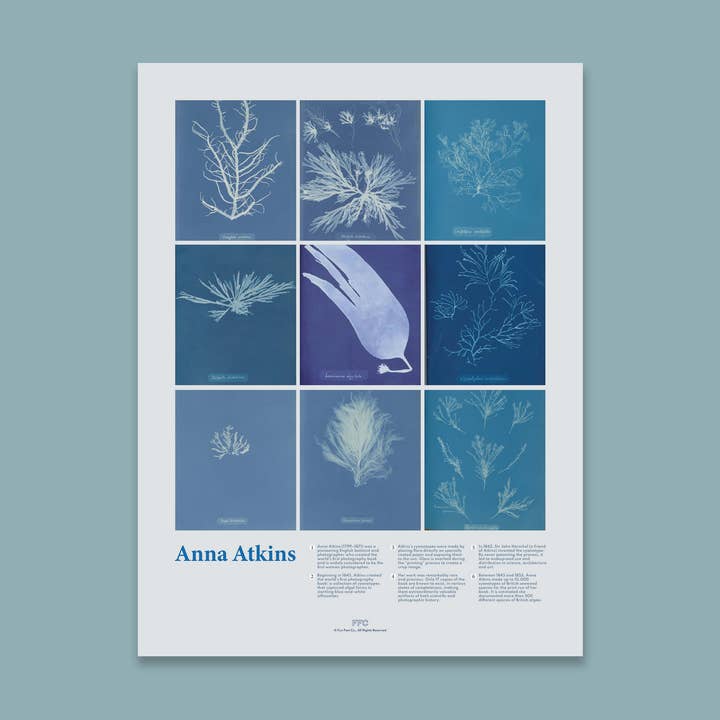 Anna Atkins Cyanotype Print, Nature Wall Art for wholesale by Fun Fact Co.