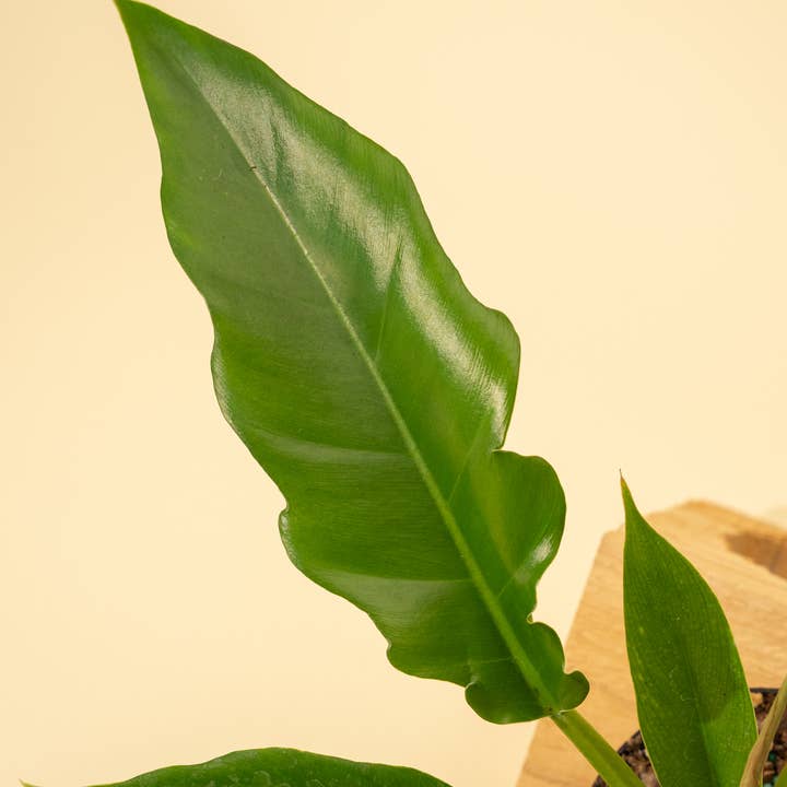 BWH Plant Co - Wholesale Live Plant - 4" Philodendron 'Jungle Boogie'
