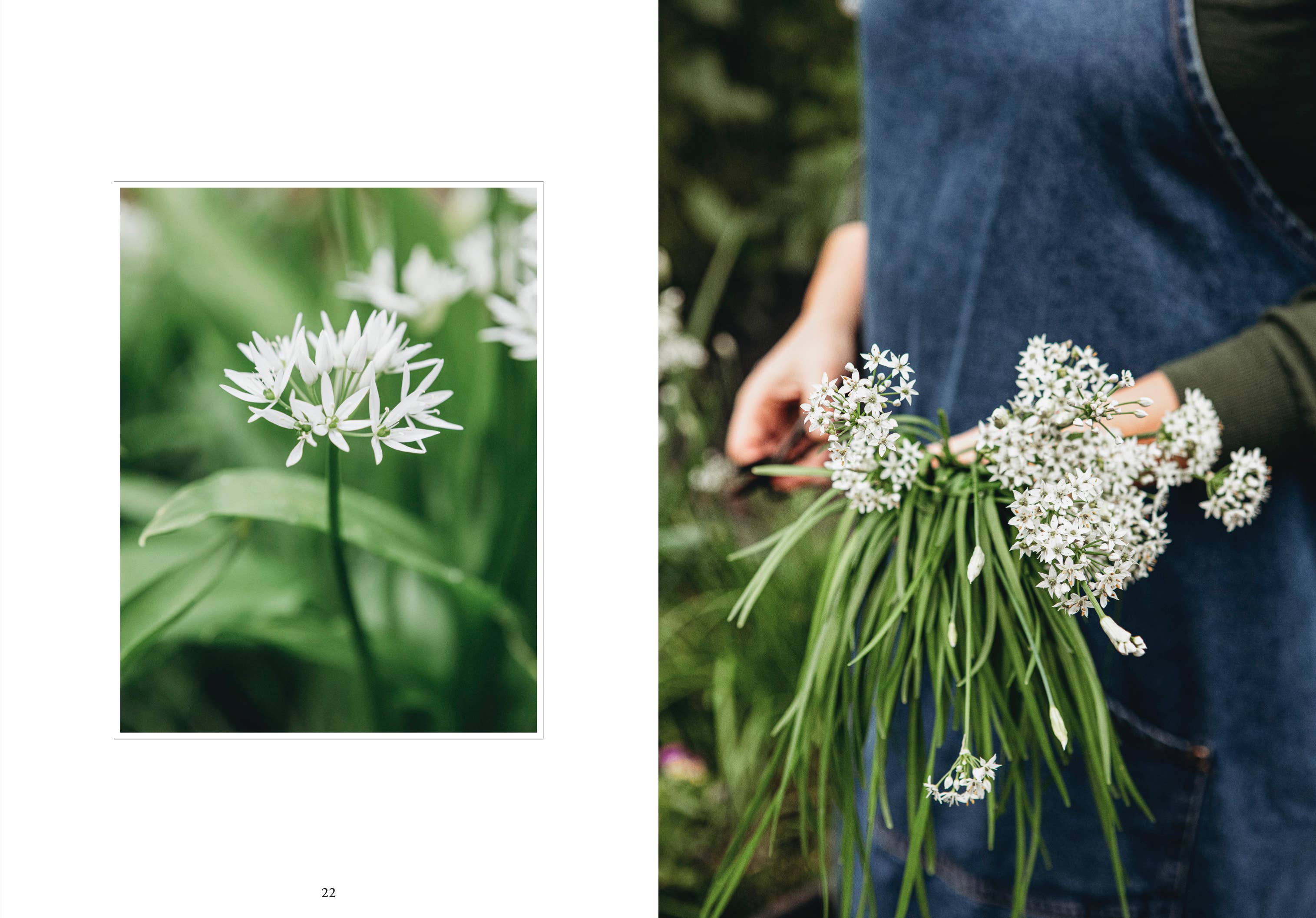 Cozy Publishing - Wholesale Home & Garden Book - Living with Herbs3