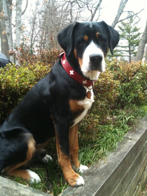 Alpen Schatz - Wholesale Pet Collar - Dog - Swiss Cross Collars15