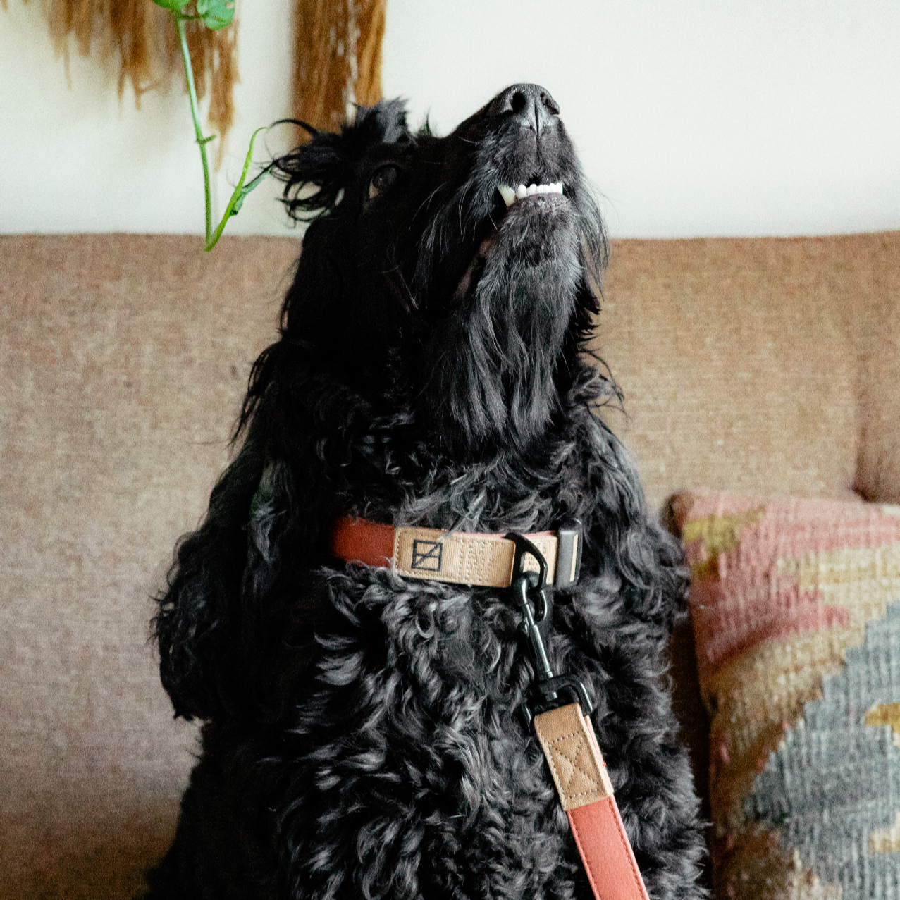 Herzog - Wholesale Pet Collar - Dog - Terracotta Collar - Recycled Ripstop1