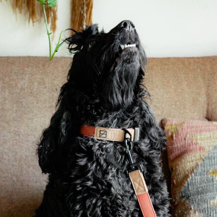 Herzog - Wholesale Pet Collar - Dog - Terracotta Collar - Recycled Ripstop1