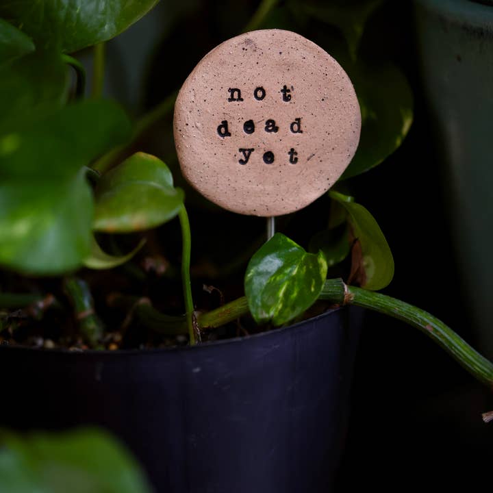 Mud & Maker - Wholesale Garden/Lawn Stake - Plant Buddies - Text - Not Dead Yet