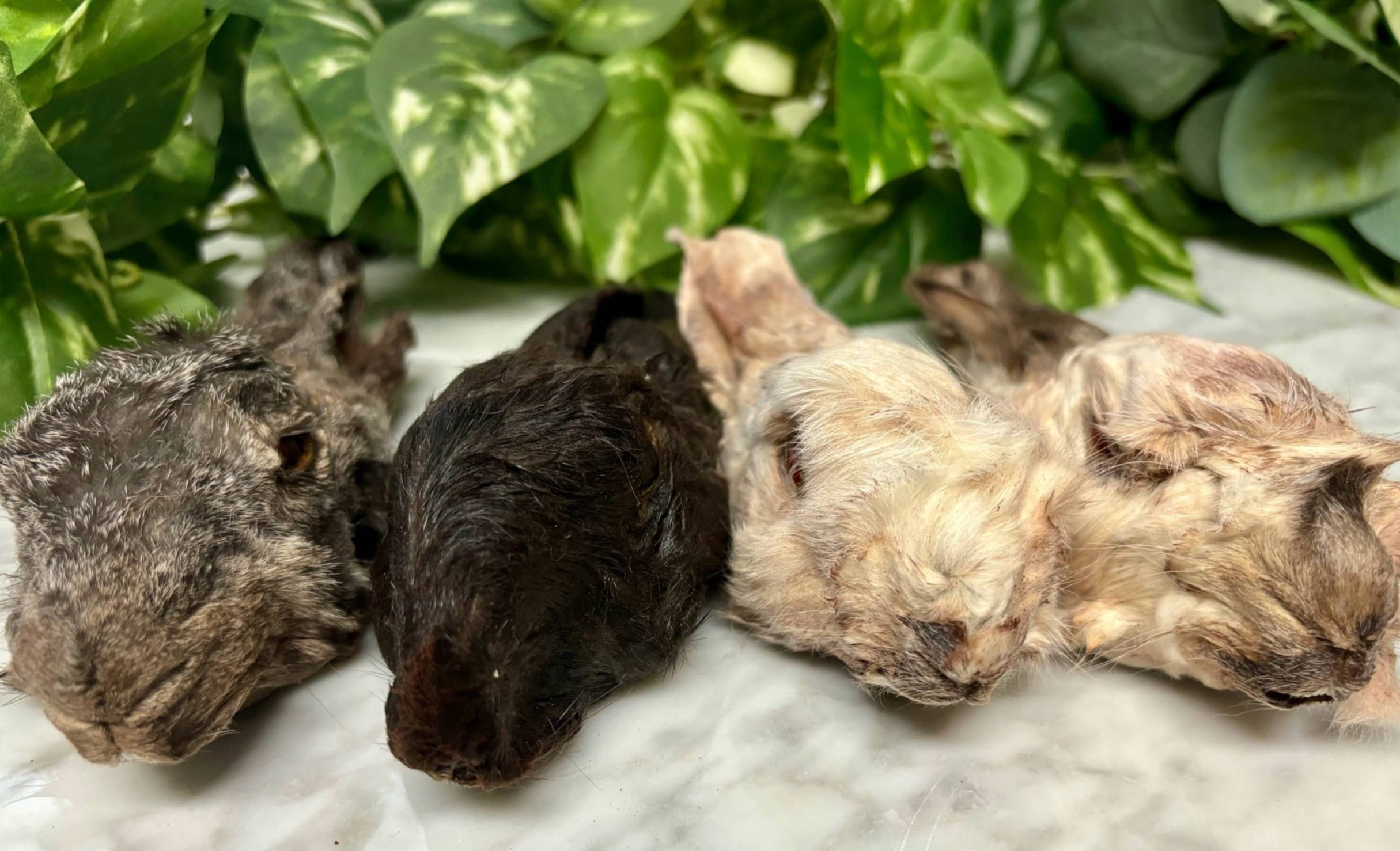 Rocky&Stella’s Treats - Wholesale Pet Treats - Dog - Dehydrated Rabbit Head with Ears