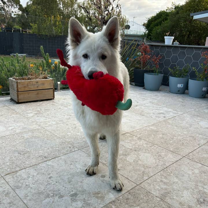 Pals For Paws - Wholesale Pet Plush Toy - Dog - Pals for paws - Chilli Durable Plush Dog Toy